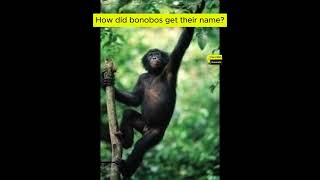 How did bonobos get their name  Fact With Hussnain [upl. by Kleinstein]