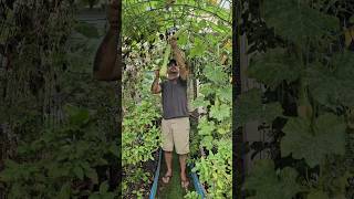 The Largest Rampicante Zucchini I Have Ever Grown The Weight Shocked Me💯🤯  DHBG [upl. by Temhem]