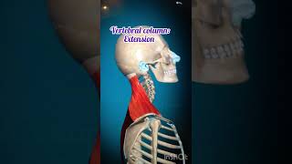 Trapezius muscles action muscle physiolearning easylearning shorts ytshorts viralvideo [upl. by Animor]