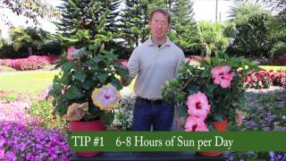 3 Easy Tips for Growing Tropical Hibiscus [upl. by Ylesara258]