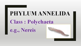 Phylum Annelida Class Polychaeta eg Nereis [upl. by Danny512]