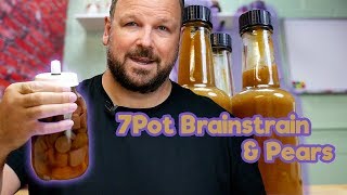 HOT SAUCE 10 Month Ferment 7pot Brainstrain Yellow and Pear chilli sauce [upl. by Ydne]