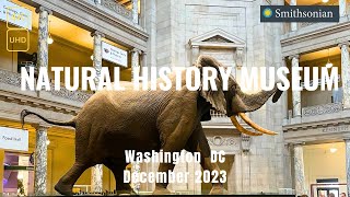 🌏Take You to Smithsonian Natural History Museum  4K Tour  Washington DC [upl. by Reaht]