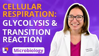 Cellular Respiration Glycolysis amp Transition Reaction Microbio Microbiology  LevelUpRN [upl. by Mahon270]