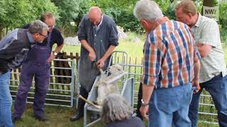 KlauenpflegeSeminar in Hatterwüsting [upl. by Yadrahs]