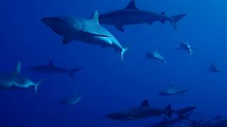 A Shark Parade grey sharks and white tips [upl. by River]