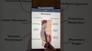 Mesenteries anatomy physiology anatomyandphysiology premed stem study biology [upl. by Aseefan]