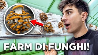 TOUR allinterno di una FARM DI FUNGHI [upl. by Raviv112]