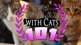 HOW TO PLAY WITH CATS 101 [upl. by Anaoy]