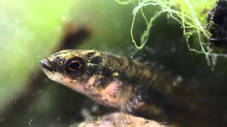 910 Spined Stickleback Pungitius pungitius Underwater UK [upl. by Leibrag]