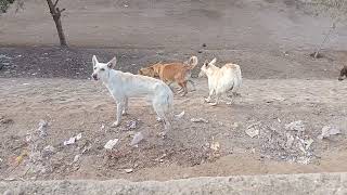 Dogs barking on the road [upl. by Karr]