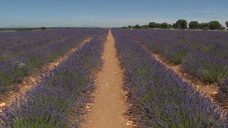 La Floración de la Lavanda convierte a Brihuega en un reclamo turístico [upl. by Lizned]