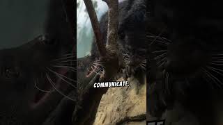 binturong animals dog subscribe [upl. by Adnawed]