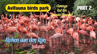 AVIFAUNA birds park  flamingo  Red Ibis  Roseate Spoonbill  Alphen aan den Rijn ll part 2 [upl. by Maharva9]