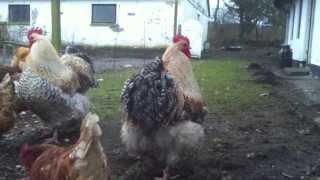 Buff Orpington Meat Chickens [upl. by Lamek]