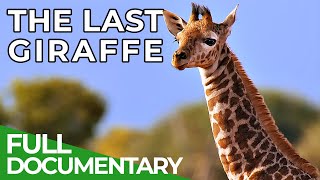 The Last Giraffe  How the Worlds Tallest Land Animal Became Extinct  Free Documentary Nature [upl. by Rodmann196]