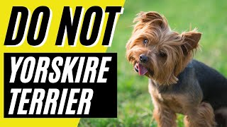 10 Reasons You SHOULD NOT Get a Yorkshire Terrier Yorkie Dog [upl. by Assillim264]