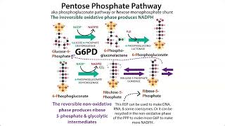 The Pentose Phosphate Pathway HMP shunt amp G6PD deficiency Favism [upl. by Leonsis]