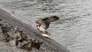 Osprey a fish hawk drags bass out of water Incredible [upl. by Circosta]