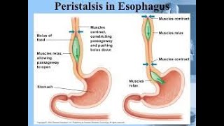 Esophageal Peristalsis [upl. by Kelbee530]