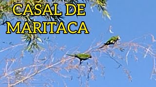 CASAL DE MARITACA CANTANDO NO BAMBUZAL CANTO DE MARITACA NO BAMBUZAL DO VIZINHO SONGBIRDS PASSERINE [upl. by Fruma]