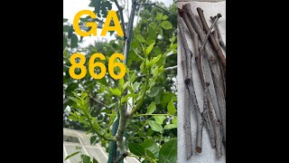 GA 866 Jujube Grafting [upl. by Zavala]