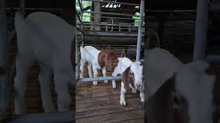 Tlp Wa 081334272800 Cross Boer usia 1 bulan [upl. by Rozek]