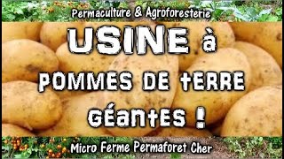 PERMACULTURE amp BUTTE LASAGNE  ABONDANCE DE POMMES DE TERRE PLANTATION AVRIL  MAI [upl. by Vaclav]