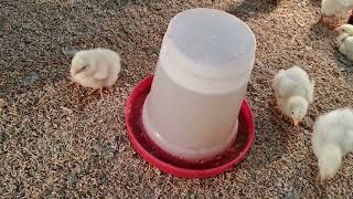 POULTRY BROODING  IN FARM 3rd DAY BROODING poultry brooding frampoultryfarming viralvideo [upl. by Pegasus]