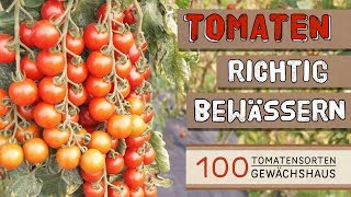 Tomaten richtig bewässern  100 Tomatensorten Gewächshaus [upl. by Kinnie]