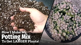 The Potting Mix To GROW LARGER Succulents  My LATEST Recipe [upl. by Ticknor]