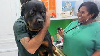 Even the Bravest Dogs need a little Comfort sometimes at Vet Funniest Dog Reactions [upl. by Crary]