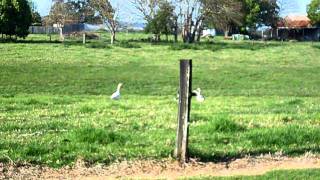 border collie herding geese [upl. by Kellen129]