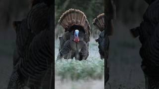 TRIPLE in Kansas Calling in an Entire Flock of Gobblers hunting turkeyhunting turkeys [upl. by Hambley]