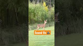 Fawn bleats deer whitetaildeer fawn [upl. by Yauqaj826]