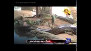 Anaconda eats her partner in Dehiwala [upl. by Llorrad]