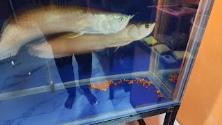 My Arowana Fish Laid Eggs [upl. by Colyer]