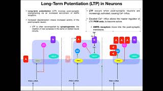 Mechanism of LongTerm Potentiation of Synapses [upl. by Sugirdor193]