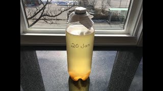 How to Grow Vinegar Eels [upl. by Hubbard]