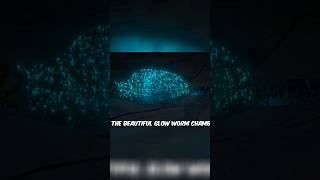 Incredible Bioluminescent Glow Worms A Galactic Journey [upl. by Ativel]