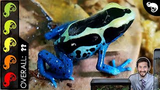 Poison Dart Frog The Best Pet Amphibian [upl. by Warner938]