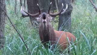 Rykowisko  zwabiony jeleń byk  hirschbrunft  red stag calling [upl. by Ayk]