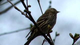 Singing Pine Siskin [upl. by Eeuqram]