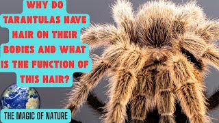 Why do tarantulas have hair on their bodies and what is the function of this hair [upl. by Enymsaj]