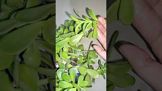 Hanging crassula plant plants gardening shortvideo [upl. by Eddina]