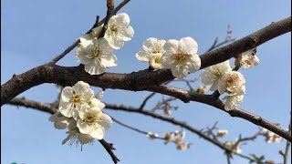 Fei Yu Ching費玉清 一翦梅 Yi Jian Mei A Spray Of Plum Blossoms english amp chinese lyrics [upl. by Nodnar831]