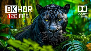 Best of Dolby Vision for 2024  8K HDR Video ULTRA HD 120FPS [upl. by Nosreg]