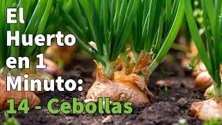 Cómo Plantar Cebollas  Cómo cultivar cebolla Paso a Paso con Éxito 👩‍🌾👨‍🌾 Huerto Urbano 1 min [upl. by Ahsekel96]