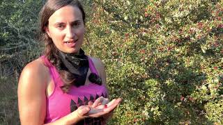 Identifying and Harvesting Hawthorn Berry [upl. by Erehc]