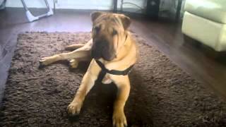 my shar pei x mastiff 9 months old [upl. by Yadsendew88]